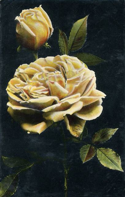 SSB ser 8508. Glossy yellow rose.